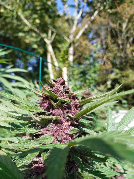 LEGENDARY PLATINUM OG Extérieur