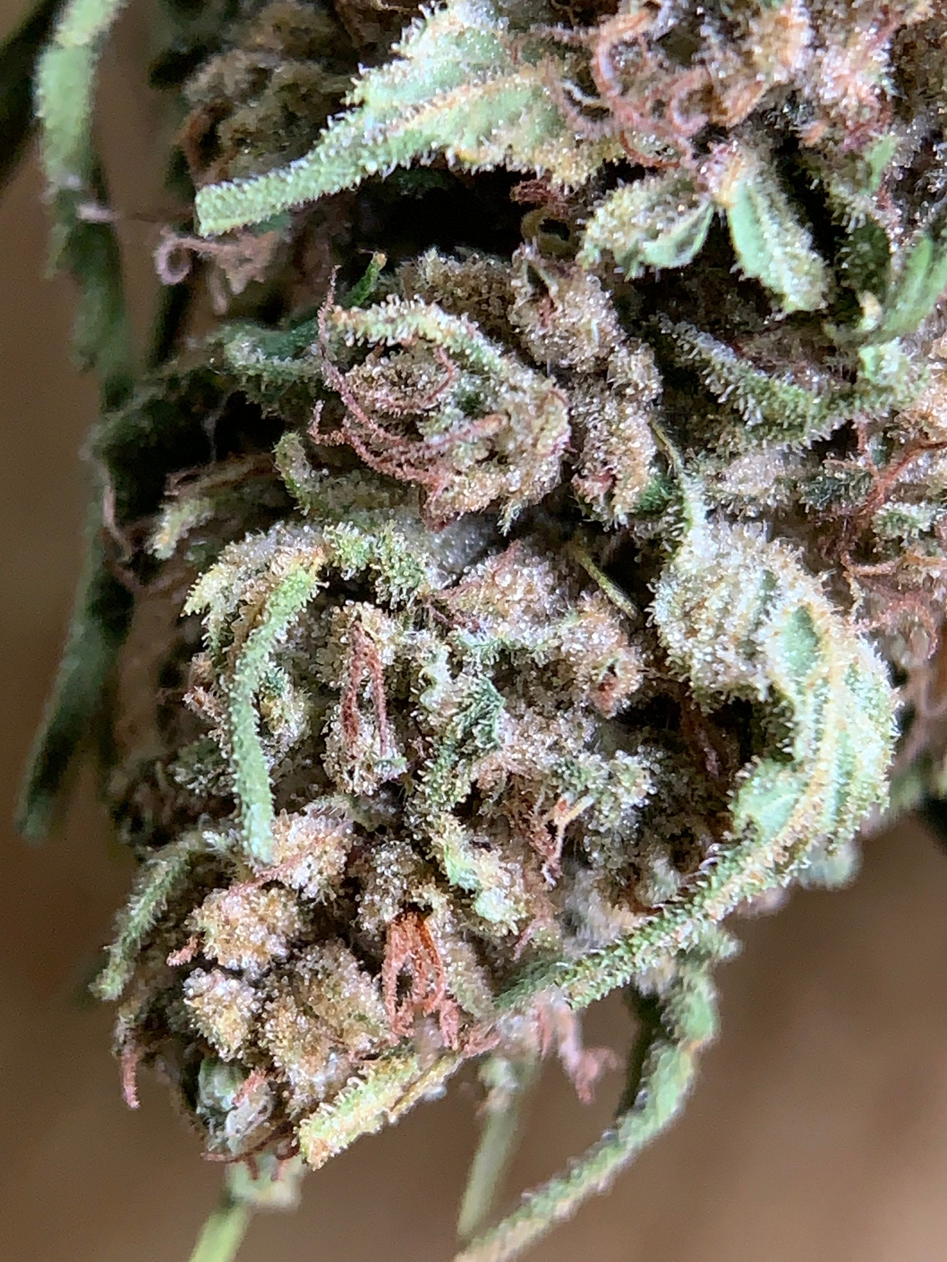 LULU LA NANTAISE  Serre Light-Dep