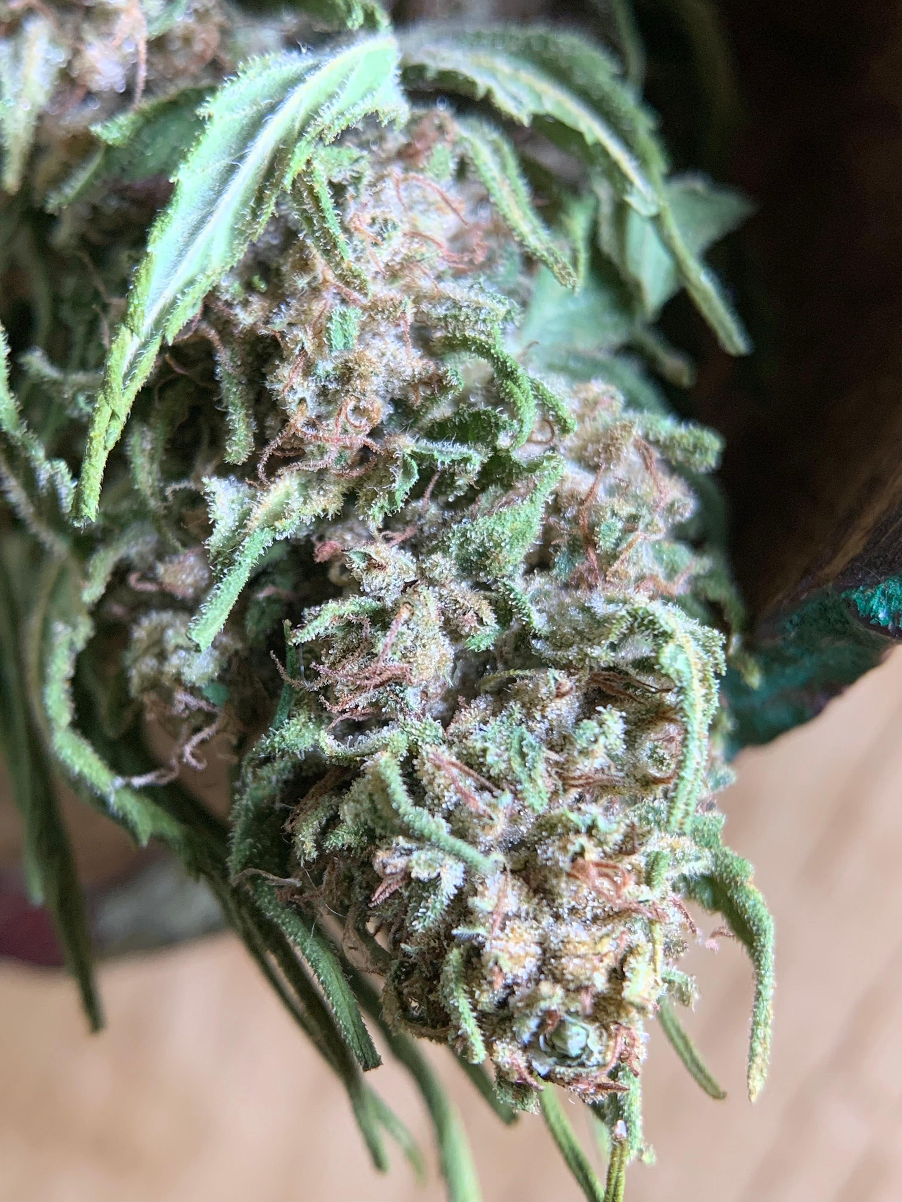 LULU LA NANTAISE  Serre Light-Dep