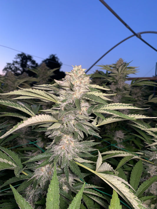 Legendary Skunk conduite en Sun Dep — cola au matin de la récolte, 24 juillet 2026, Kreiz Breizh. L'arceau de la structure est visible. Pinnacle Solutions, lot LGSK-SD26.