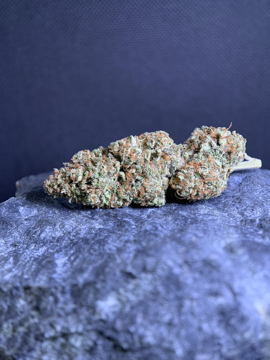 Legendary Skunk conduite en Sun Dep — tête manucurée posée sur une pierre, pistils orangés denses et trichomes visibles. Pinnacle Solutions.