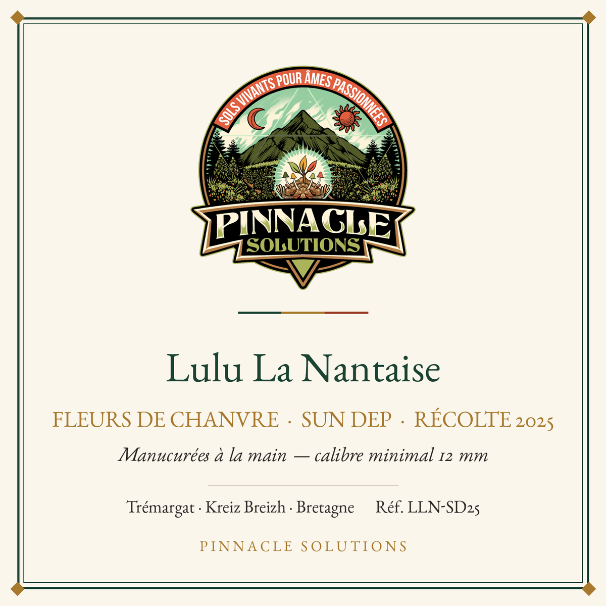 Lulu La Nantaise — fleurs de chanvre Sun Dep, récolte 2025, Pinnacle Solutions, Trémargat