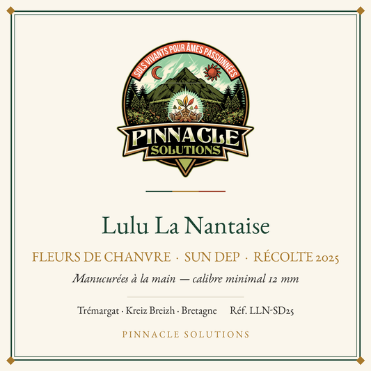 Lulu La Nantaise — fleurs de chanvre Sun Dep, récolte 2025, Pinnacle Solutions, Trémargat