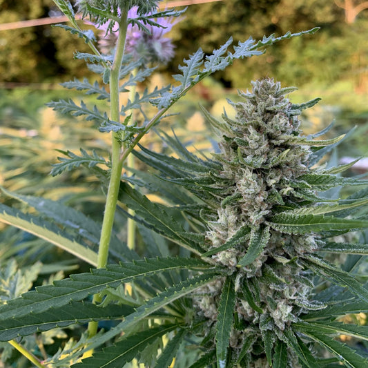 Lulu La Nantaise conduite en Sun Dep — tête sur pied, une tige de phacélie en fleur au premier plan. Pinnacle Solutions, Trémargat.