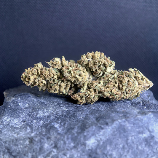 Lulu La Nantaise manucurée — une sommité entière posée sur une pierre, sur fond sombre : calices serrés, pistils cuivrés, trichomes. Pinnacle Solutions, Trémargat.