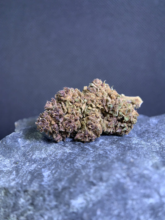 OGZ conduite en Full Sun — tête affinée posée sur une pierre, teintes pourpres et trichomes visibles. Pinnacle Solutions.