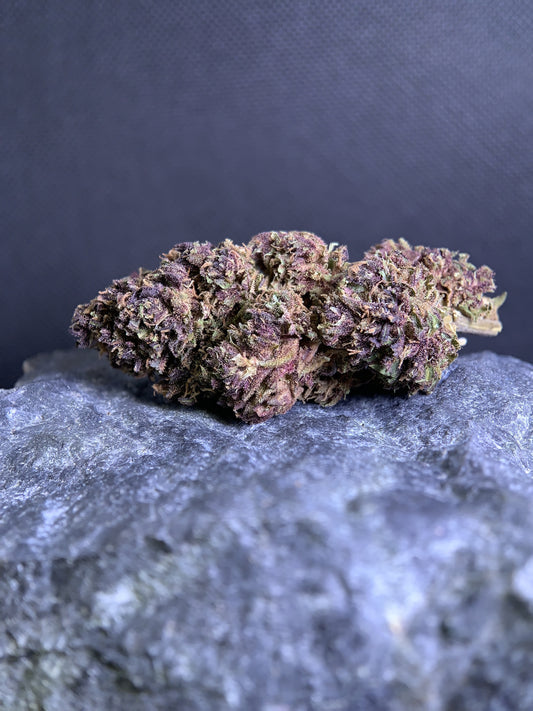 Rocket Sauce conduite en Full Sun — tête affinée posée sur une pierre, teintes pourpres, pistils orangés et trichomes visibles. Pinnacle Solutions.