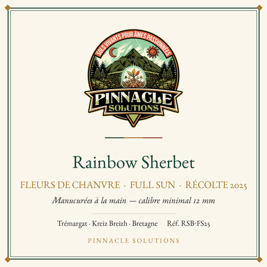 Rainbow Sherbet — fleurs de chanvre Full Sun, récolte 2025, Pinnacle Solutions, Trémargat