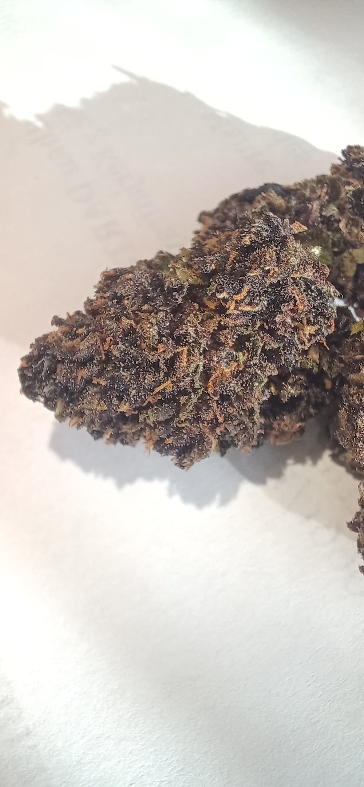 BLUE MERINGUE  Extérieur