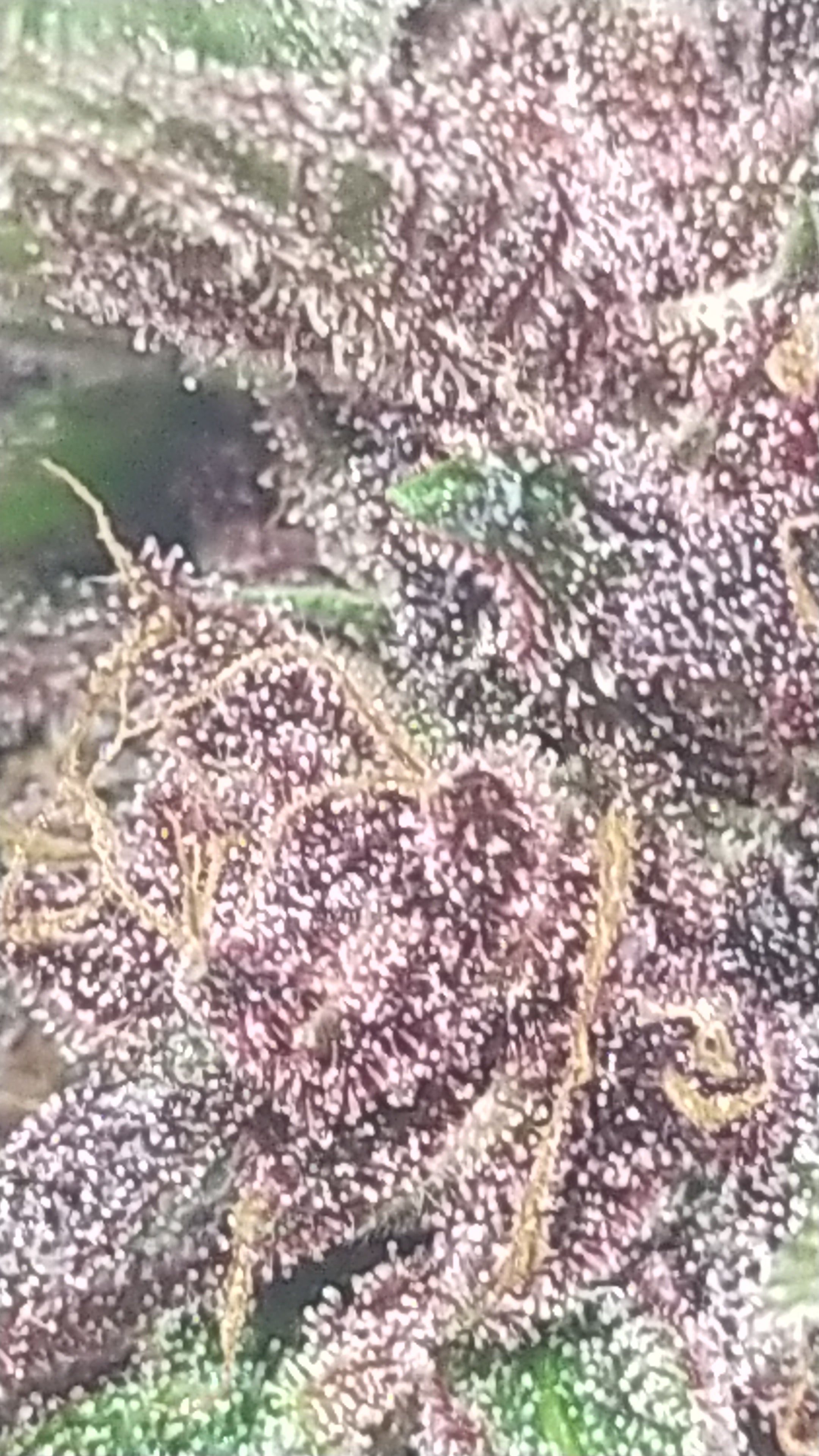 LEGENDARY PLATINUM OG  Extérieur